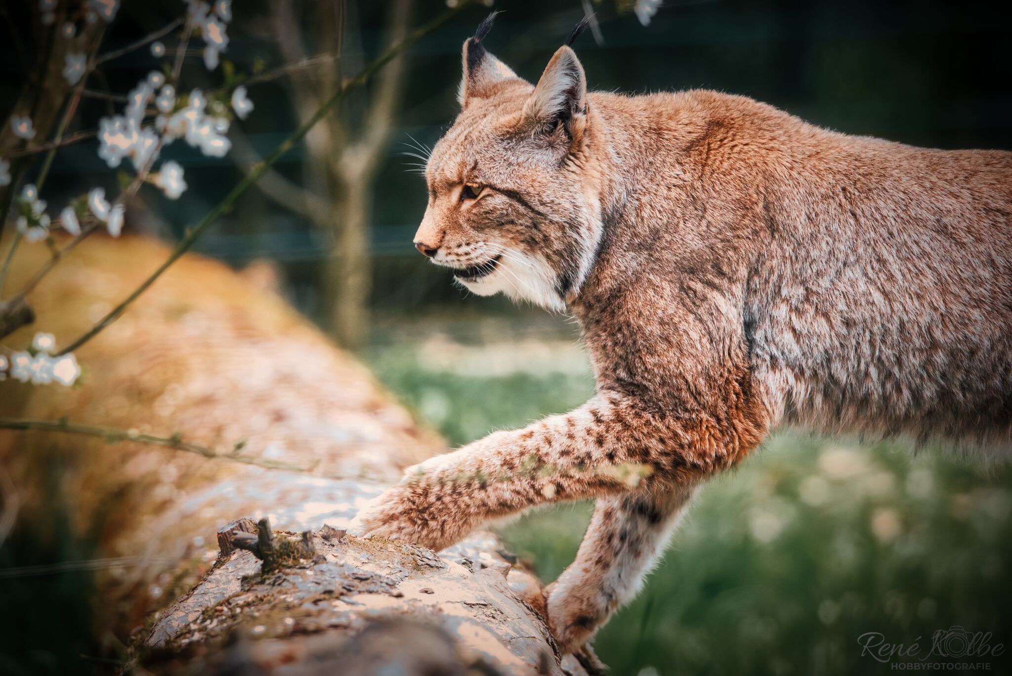 Eurasischer Luchs