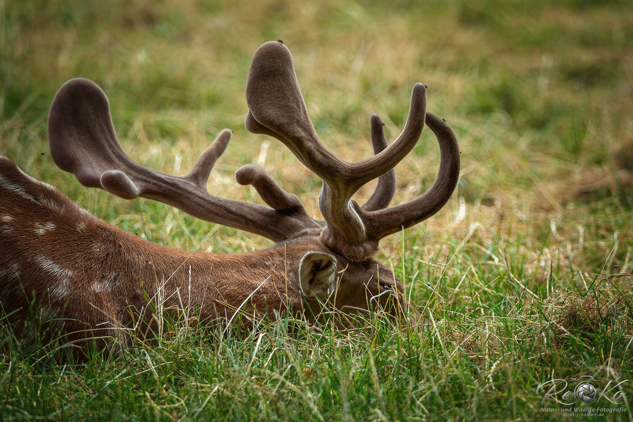 schlafender Damhirsch...