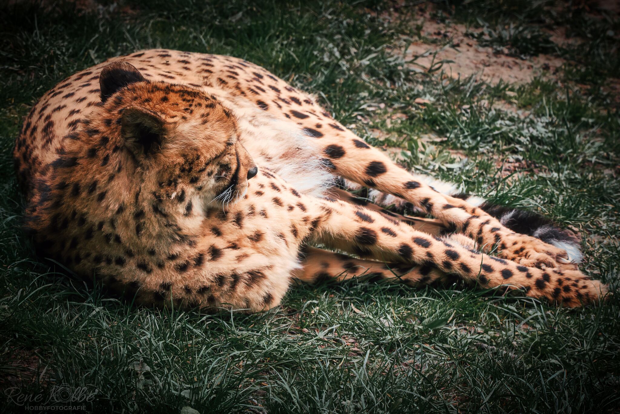 chillender Gepard...