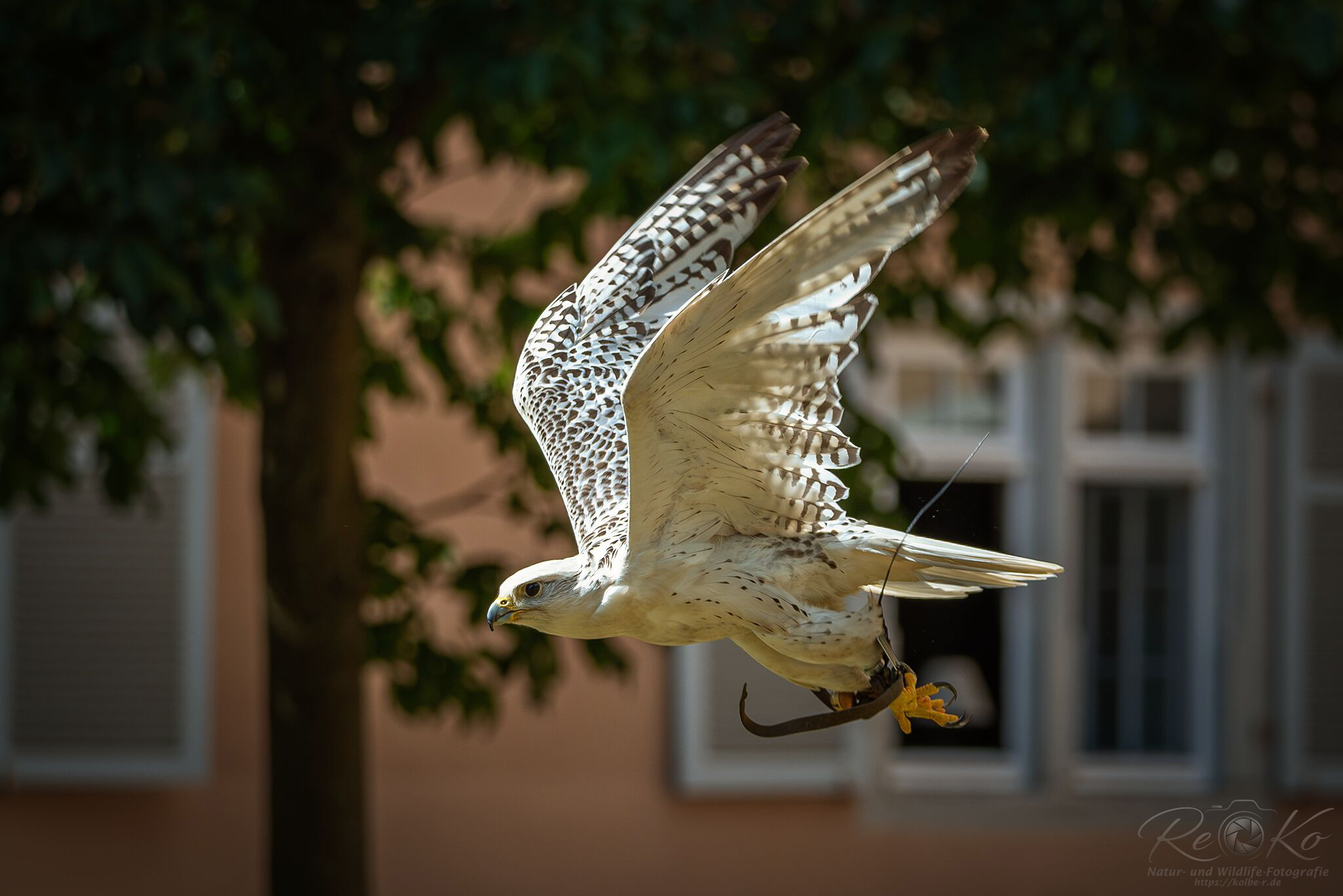 Gerfalke (Walter & Sven Reinhart)