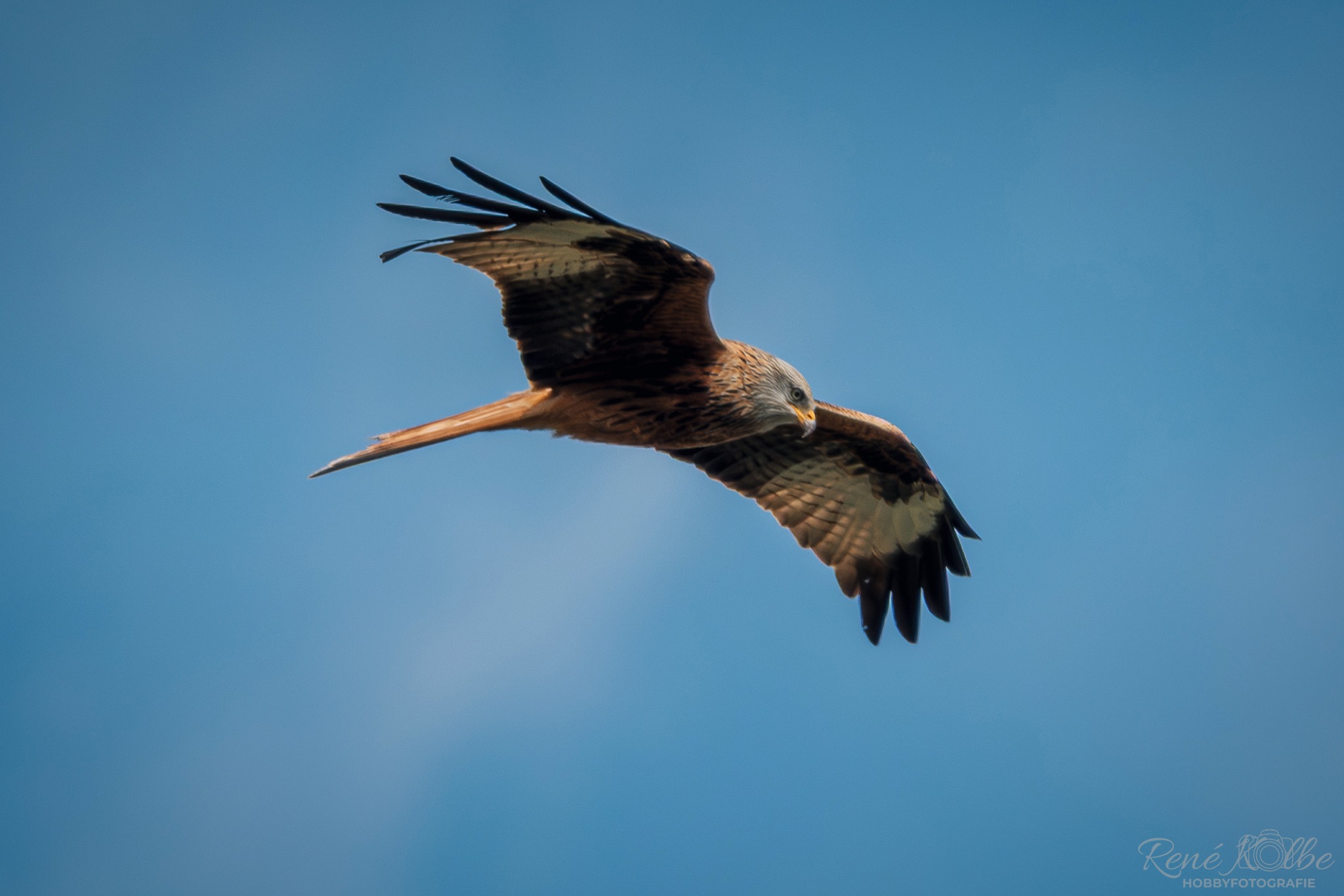 Rotmilan (Milvus milvus)