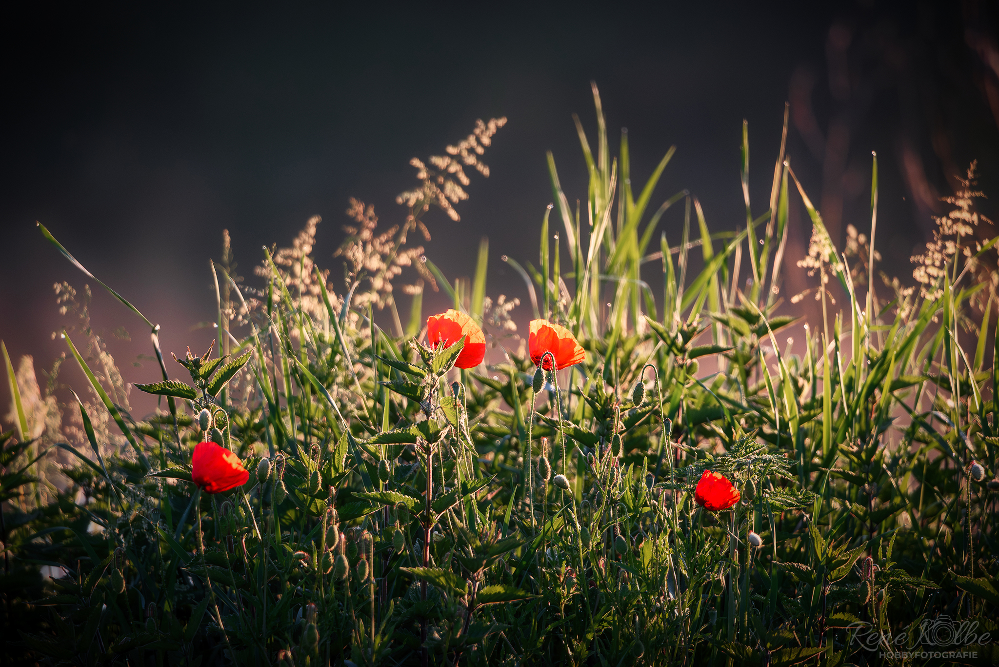 Mainwiese im Sonnenaufgang