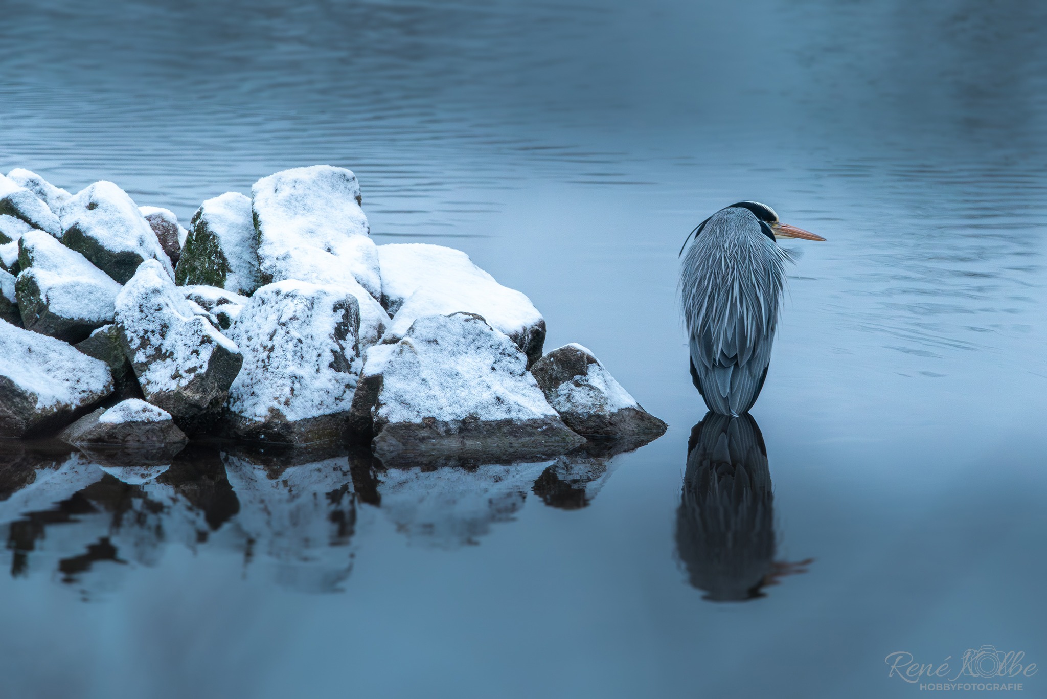 Reiher im Winter